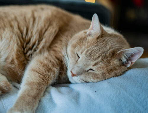 Melatonina: la hormona del sueño y su papel en la fibromialgia